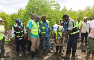 the tree planting